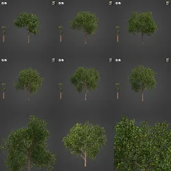 2021 PBR Avocado Tree Collection - Persea Americana  3D model