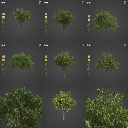 2021 PBR Cashew Tree Collection - Anacardium Occidentale  3D model