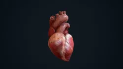 Animated Heart Low-poly 3D model