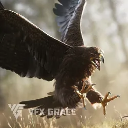 Aquila Nipalensis Animated VFX Grace Low-poly 3D model
