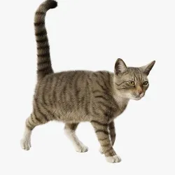 Cat Gray Tabby Rigged Animated 3D model