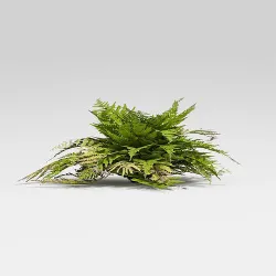 Common Fern Low-poly 3D model