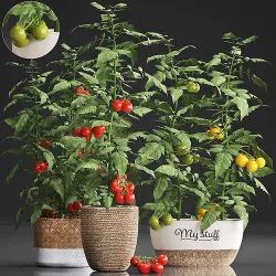 Decorative plants for the kitchen 385 tomato 3D model
