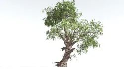 EVERYPlant Single-Leaf Pinyon Pine 4 --16 Models-- 3D model