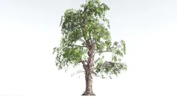 EVERYPlant Single-Leaf Pinyon Pine LowPoly 3 --16 Models-- Low-poly 3D model