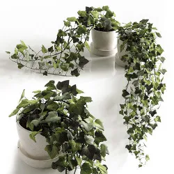 Hedera Helix wonder 3D model
