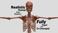 Human Male Skeleton Realistic 3D model