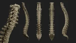 Human spine PBR 3D model