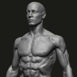 Male anatomy study  3D print model