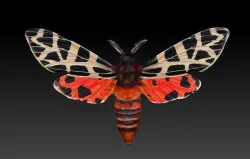 Night butterfly moth 3D print model
