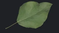 Poplar Leaf Texture