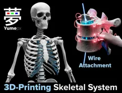 Skeleton - Skeletal System - 3D Printing 3D print model