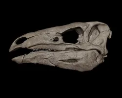 Stegosaurus Skull  3D print model
