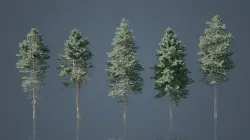 Tall Conifer Trees Low-poly 3D model