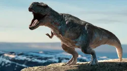 Tyrannosaurus Rex Rigged Animation Low-poly 3D model