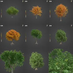 2021 PBR Cappadocian Maple Collection - Acer Cappadocicum  3D model