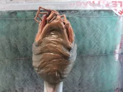 alien facehugger egg - alien-  stl print file 3D print model