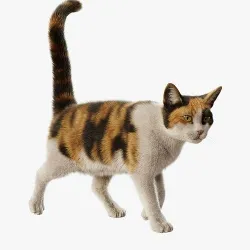 Cat Calico Rigged Animated 3D model