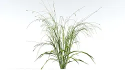EVERYPlant Cheatgrass LowPoly 3 --18 Models-- Low-poly 3D model