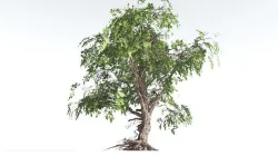 EVERYPlant Single-Leaf Pinyon Pine LowPoly 2 --16 Models-- Low-poly 3D model