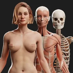 Female Ecorche - Skin Musculature Skeleton Low-poly 3D model