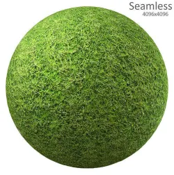 grass texture Texture