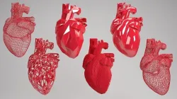 Heart set of human hearts 3D model