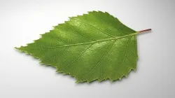 leaf 3d model 3D model