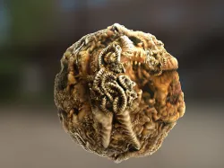PBR Material Texture set 043 Alien Organic Tentacles Cave Texture