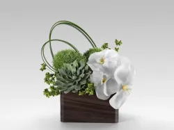 Phalaenopsis Orchid And Succulents in Box 3D model