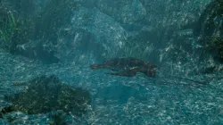 Sea Turtle