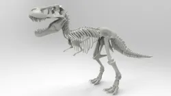 Tyrannosaurus Rex Skeleton 3D print model