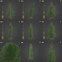 2021 PBR Caucasian Fir Collection - Abies Nordmanniana 3D model