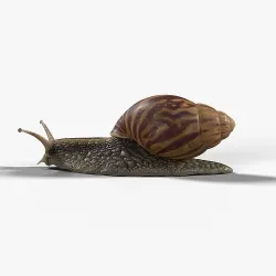 African Snail Animated  VFX Grace 3D model