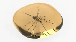 Amber Mosquito