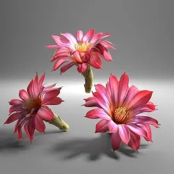 Cactus flower in bloom 3D model