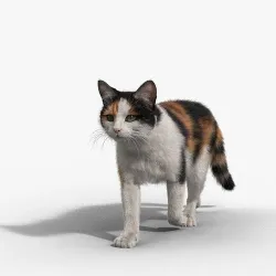 Calico Cat 02 Animated VFX Grace 3D model