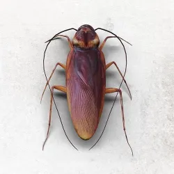 Cockroach Low-poly 3D model
