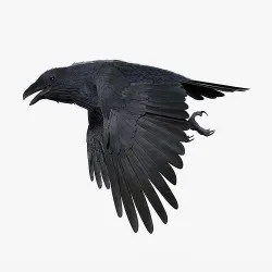 CROW - BLENDER Low-poly 3D model