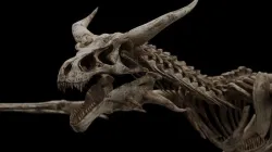 Dragon Wyvern Skeleton Low-poly 3D model