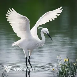 Egret Animated VFX Grace 3D model