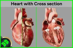 Human Heart with Cross section Low-poly 3D model
