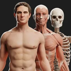 Male Ecorche - Skin Musculature Skeleton Low-poly 3D model