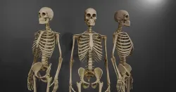 Realistic Human Skeleton Caucasian Male Low-poly 3D model