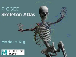 Rigged Skeleton - Skeletal System - Skeleton Rig Low-poly 3D model