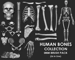 Skeleton Human Bones Collection IMM Stl Obj Brush Pack 26 in One 3D model