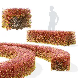 Spiraea betulifolia autumn 3D model