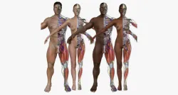 Ultimate Full Body Anatomy Collection 3D model