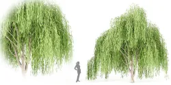willow trees collection vol 40-Blender 3D model