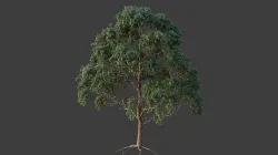 XfrogPlants Grey Gum - Eucalyptus Punctata  3D model